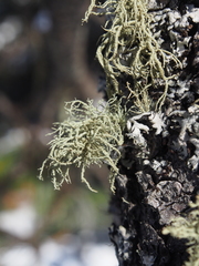 Usnea hirta