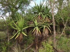 Aloe spicata