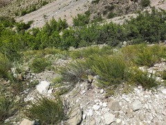 Artemisia salsoloides