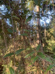 Gelsemium sempervirens