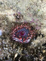 Actiniidae