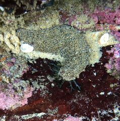 Holothuria inornata