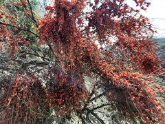 Ephedra procera