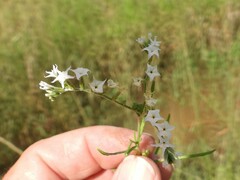 Heliotropium lineare