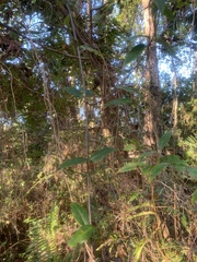 Gelsemium sempervirens