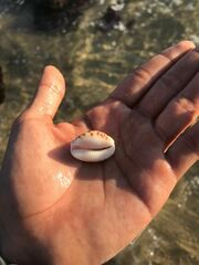 Pseudozonaria arabicula