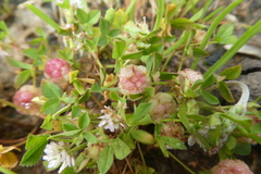 Trifolium tomentosum