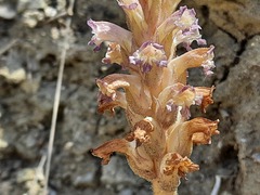 Orobanche cernua
