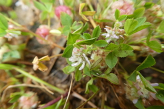 Trifolium tomentosum