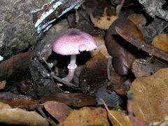 Leucoagaricus roseilividus