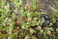 Trifolium tomentosum
