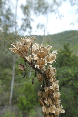 Drimia numidica