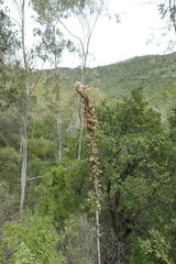 Drimia numidica