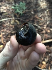 Monadenia infumata