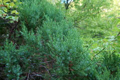 Juniperus foetidissima