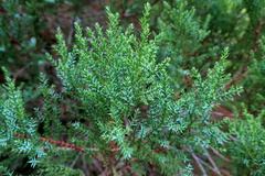 Juniperus foetidissima
