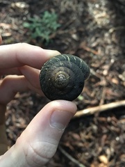 Monadenia infumata