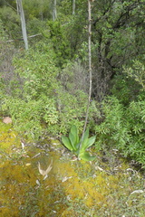 Drimia numidica