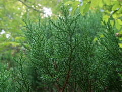 Juniperus foetidissima