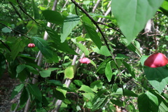 Euonymus latifolius