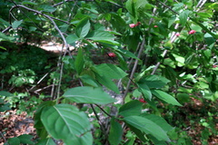Euonymus latifolius
