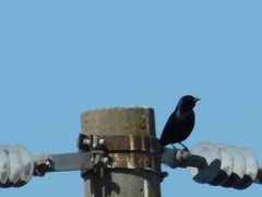 Molothrus rufoaxillaris
