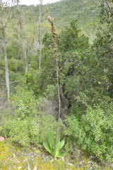 Drimia numidica