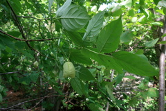 Staphylea pinnata
