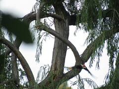 Campephilus leucopogon