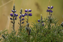 Lupinus pubescens