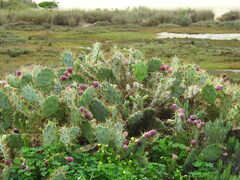 Opuntia stricta