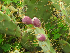 Opuntia stricta