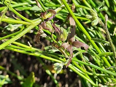 Matthiola daghestanica