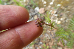 Sanguisorba verrucosa