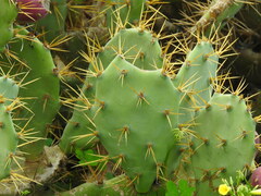 Opuntia stricta