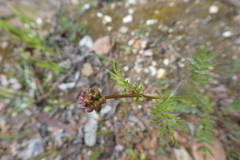 Sanguisorba verrucosa
