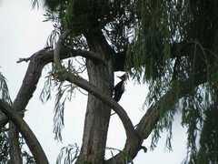 Campephilus leucopogon