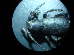 Dorcadion aethiops