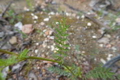 Sanguisorba verrucosa