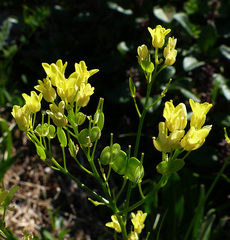 Biscutella laevigata