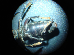 Dorcadion aethiops