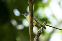 Todirostrum maculatum