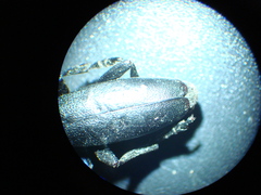 Dorcadion aethiops