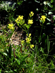 Biscutella laevigata