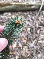 Picea abies
