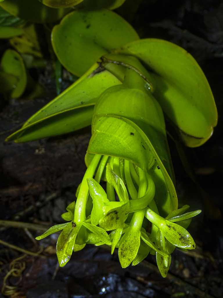 Epidendrum pseudapaganum