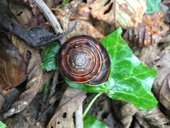Monadenia infumata
