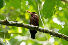 Galbalcyrhynchus leucotis