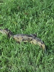 Caiman crocodilus