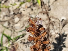 Orobanche cernua